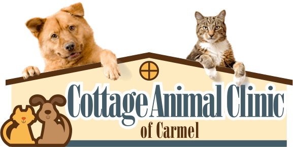 Cottage Animal Clinic of Carmel Home